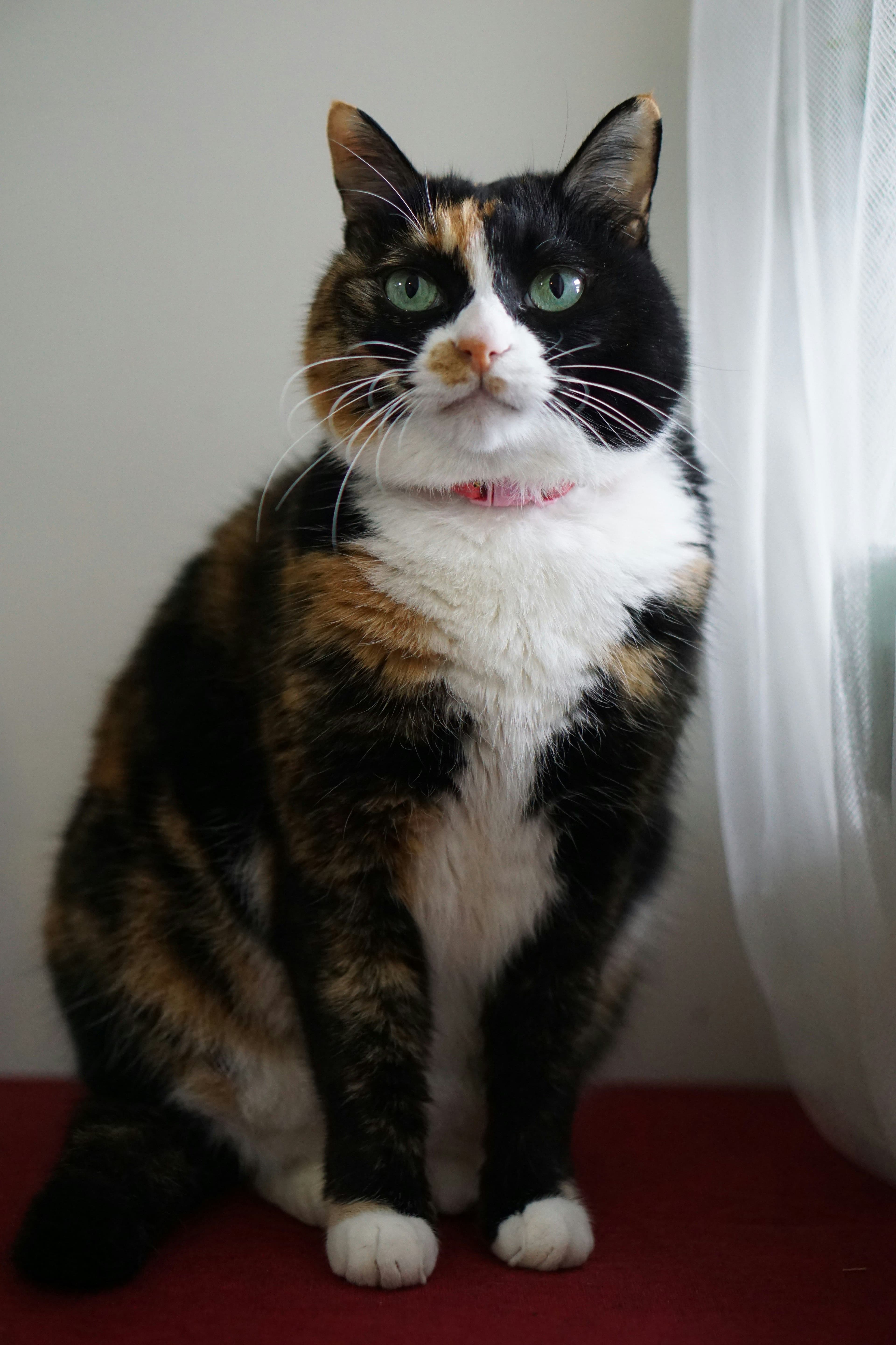 Adoptable cat