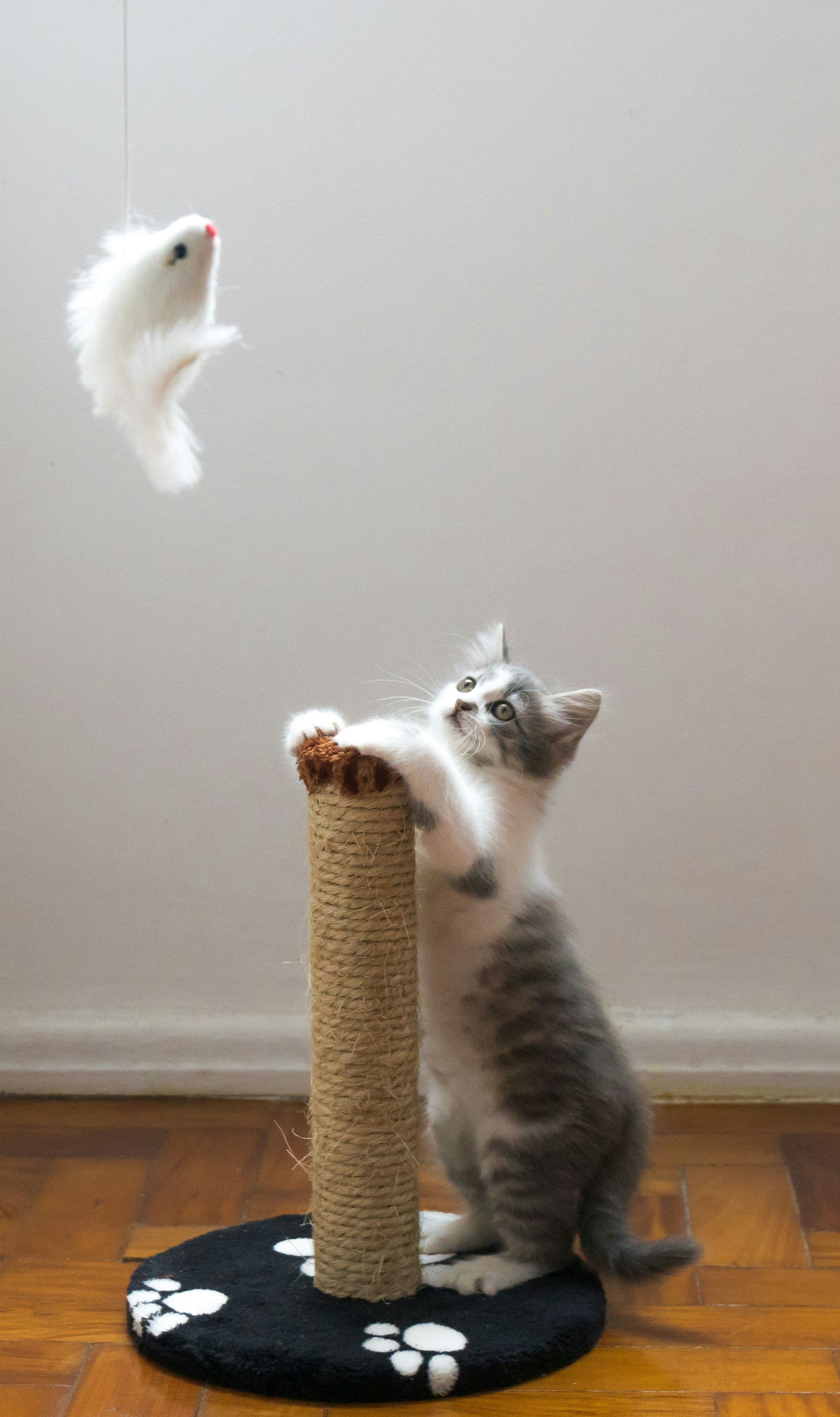 A curious cat