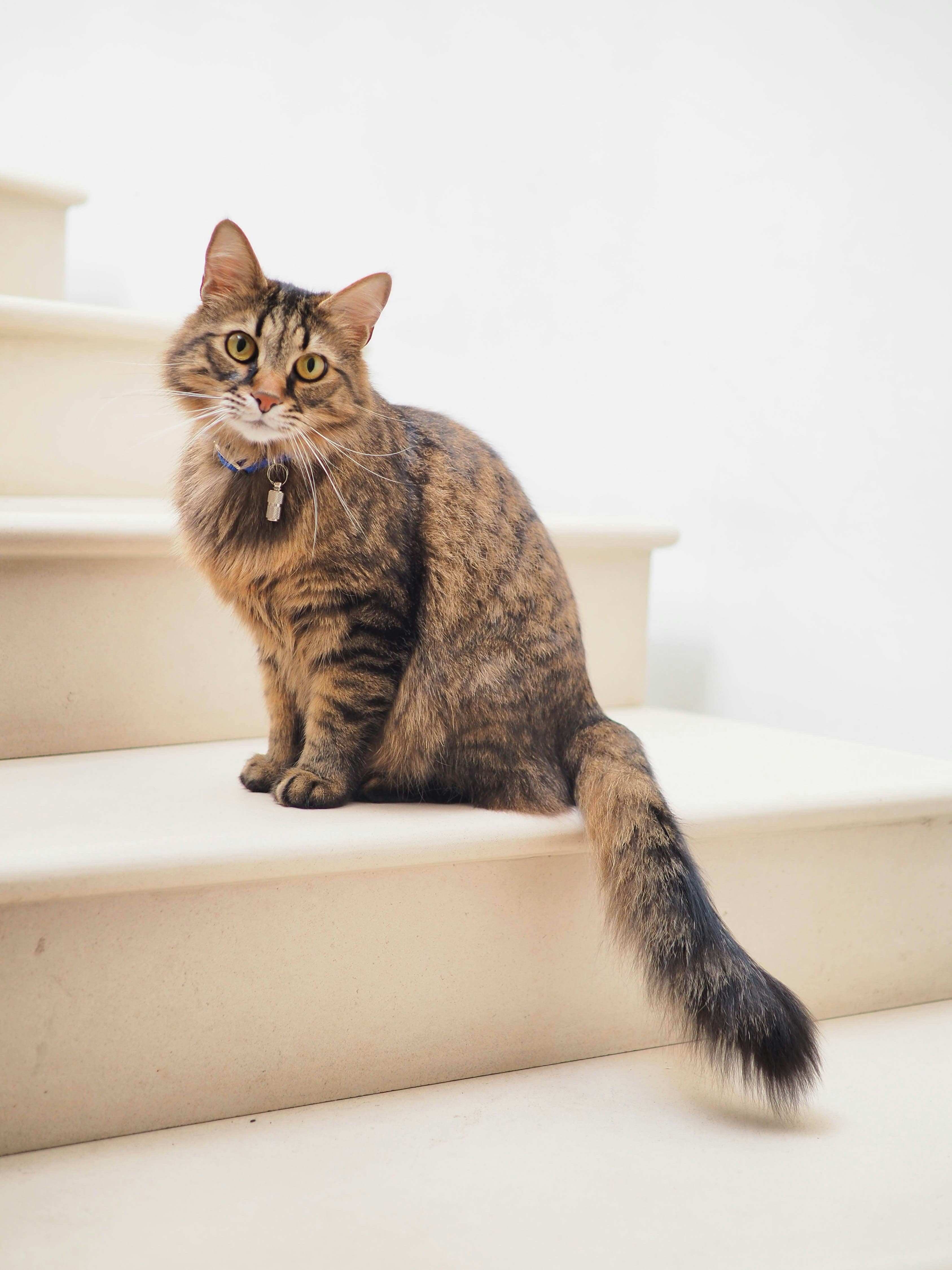 A curious cat