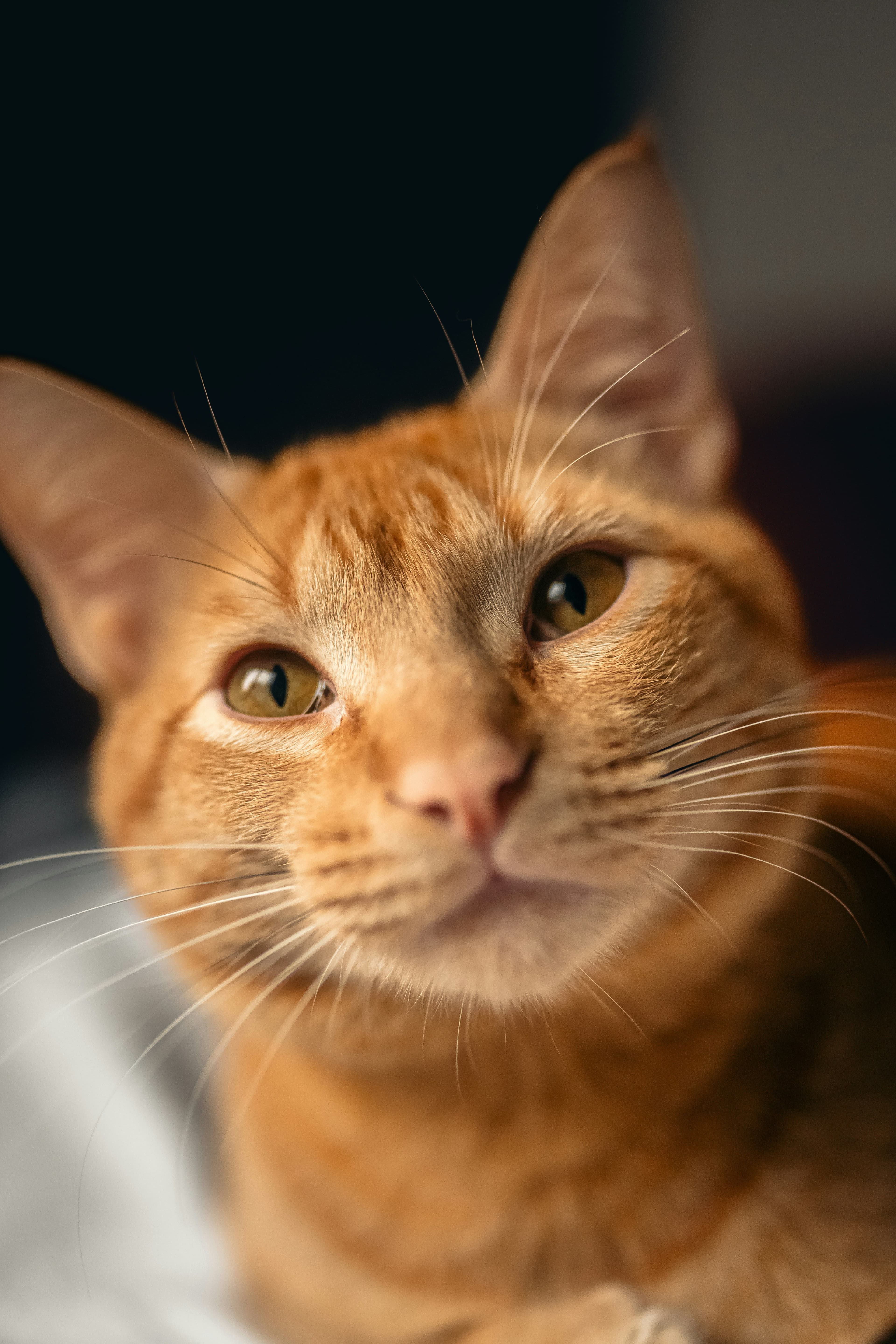 Adoptable cat