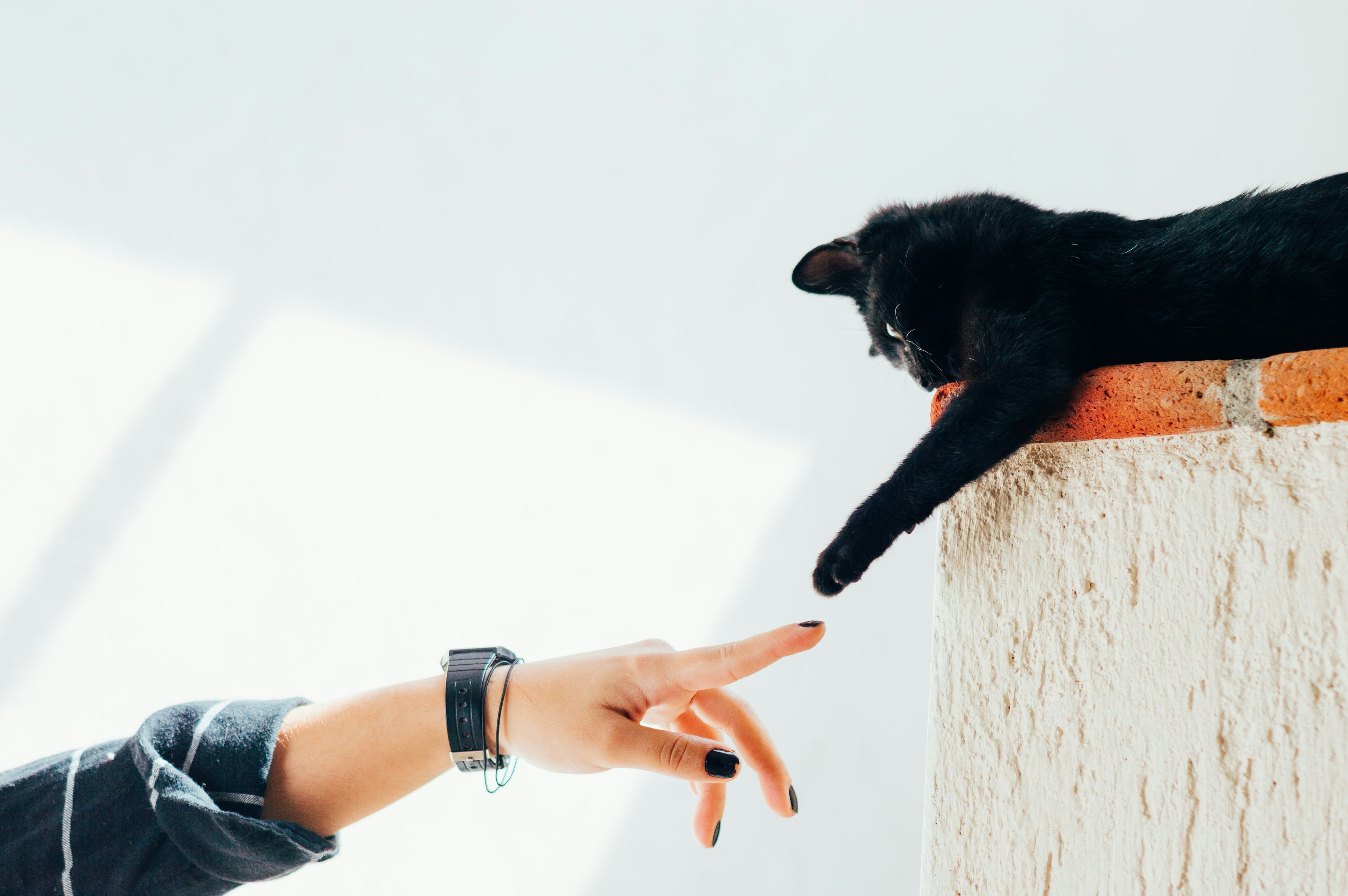Cats and cafe moment