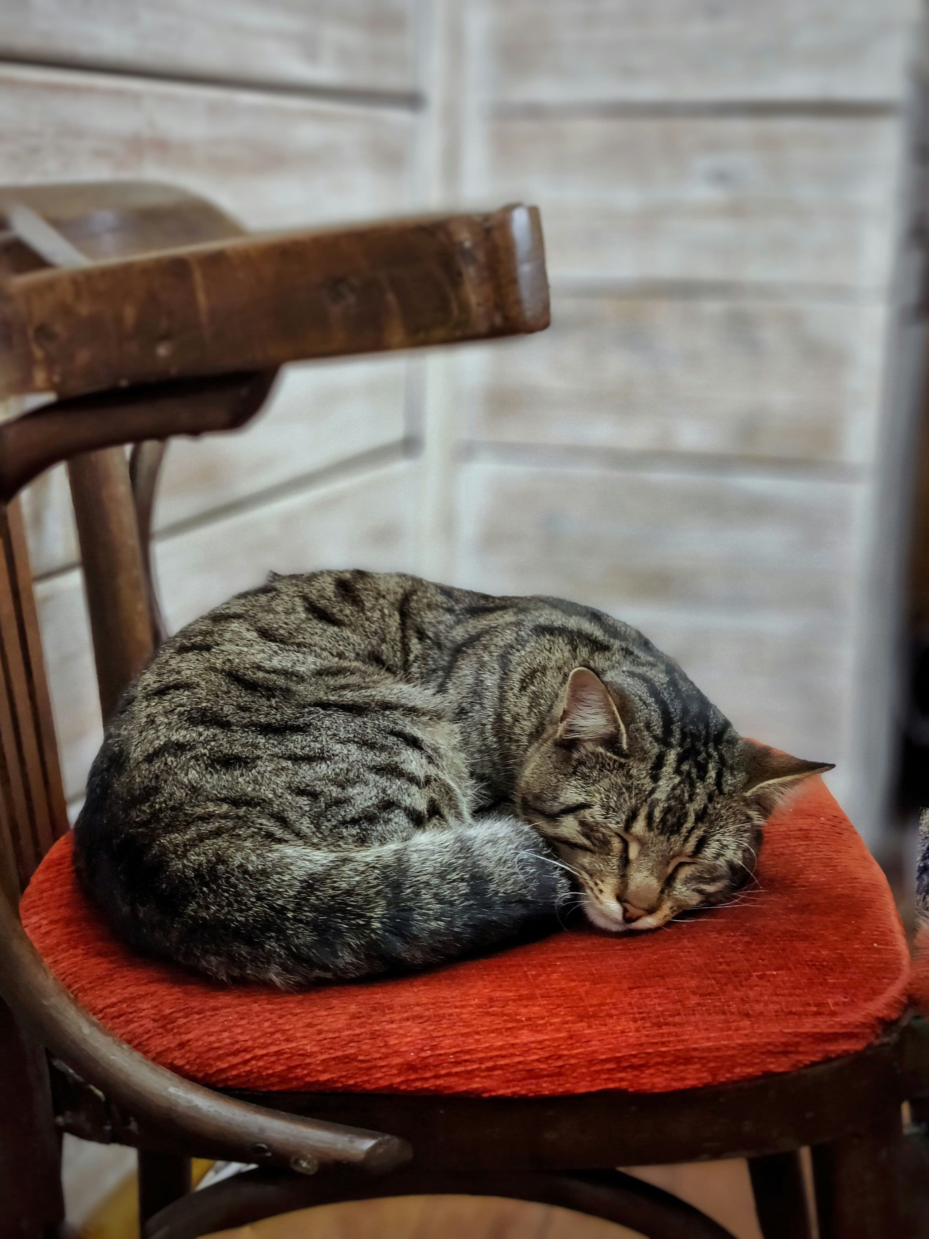 Cats and cafe moment